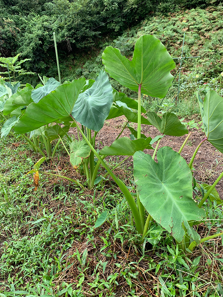 里芋の生育状況