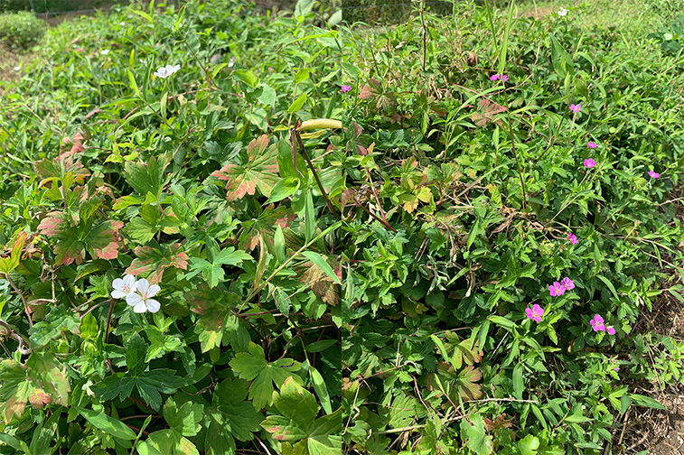 ゲンノショウコの花