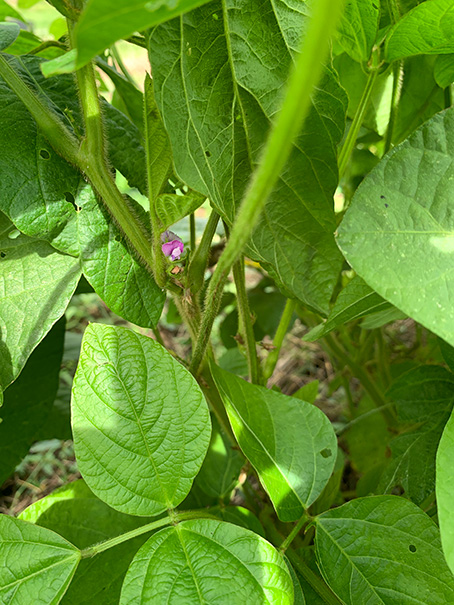 黒豆の花