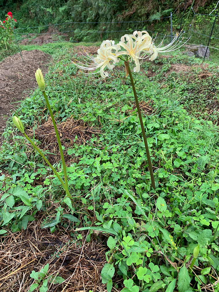 白花彼岸花